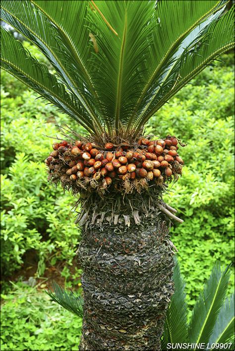 鐵樹品種|蘇鐵 Cycas revoluta Thunb